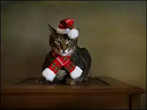Świąteczny, Kot