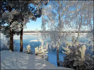 Rosja, Zima, Drzewa, Rzeka, Śnieg