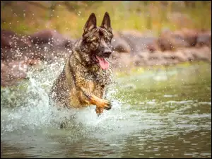 Pies rozbryzguje wodę w biegu