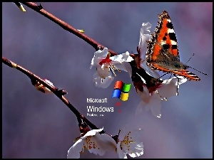 Kwiat, Logo XP, Motyl