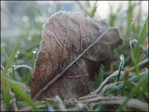 Uschnięty liść pomiędzy oszronioną trawą
