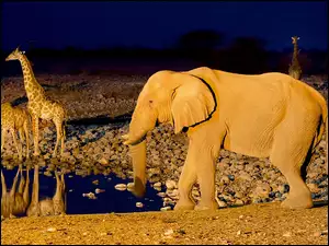 Wodopój, Namibia, Żyrafy, Afryka, Słoń, Noc