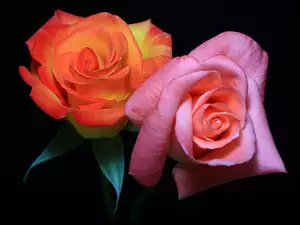 Róża, Różowa, Pomarańczowa