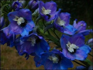 Ostróżka, Kwiaty, Niebieskie