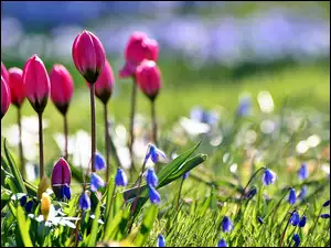 Wiosna, Cebulice, Ogród, Tulipany