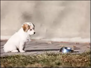 Mały szczeniak na chodniku spogląda na miskę