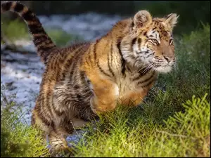 Tygrys syberyjski wyskakuje z wody