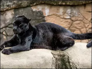 Czarny, Jaguar