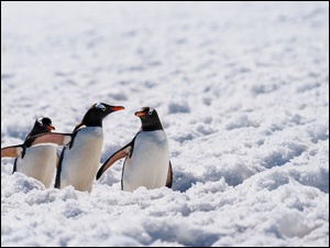 Spacer pingwinów w śniegu na Antarktydzie