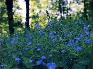 Niebieskie kwiaty przetacznika zakwitały w lesie