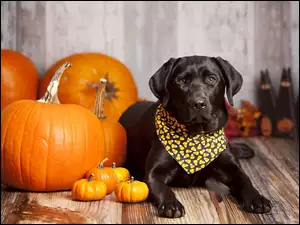 Pies, Halloween, Chusteczka, Dynie