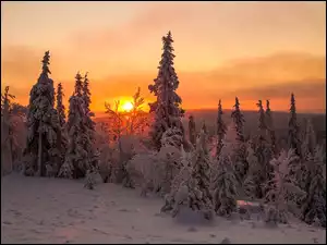 Zachód słońca nad świerkowym zimowym lasem