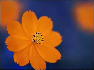 Pomarańczowy, Blask, Kwiatek, Kosmea