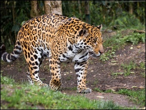 Jaguar wśród drzew w lesie
