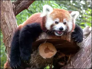 Panda, Zieleń, Czerwona, Drzewo