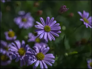 Fioletowe kwiaty w rozmyciu