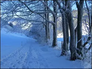 Ślady na śniegu przy oszronionych drzewach