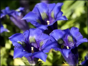 Goryczka, Niebieskie, Kwiaty