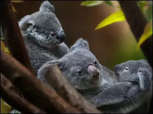 Trzy niedźwiadki koala wśród gałęzi z liśćmi
