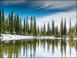 Drzewa, Śnieg, Kanada, Odbicie, Jezioro, Świerki czarne