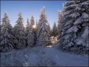 Promienie słońca pomiędzy świerkami w zimowym lesie