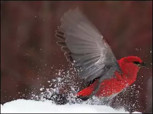 Śnieg, Czerwony, Ptak