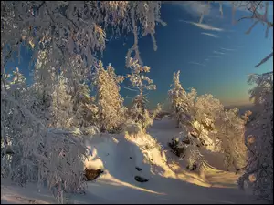 Drzewa, Rosja, Las, Park Narodowy Taganaj, Zima
