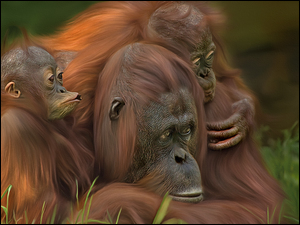 Trzy Orangutany siedzą na trawie