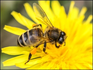 Pszczoła, Żółty, Kwiat