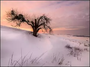 Drzewo na wzgórzu zasypanym śniegiem o zachodzie słońca