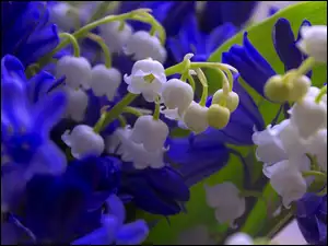 Kwiaty, Konwalie, Niebieskie