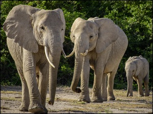 Rodzinka słoni na spacerze w słońcu