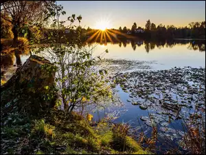 Lilie wodne na rzece w promieniach słońca