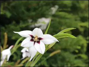 Acidanthera, Biały, Kwiat