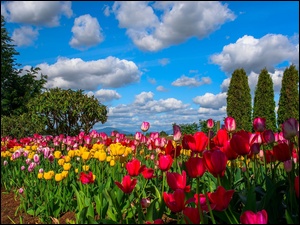 Obłoki, Kolorowe Tulipany, Drzewa, Ogródek, Niebo