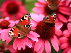 Pawik Rusałka, Jeżówki, Kwiaty, Czerwone, Motyle