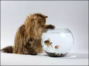 Akwarium, Kot, Rybki