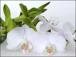Białe orchidee