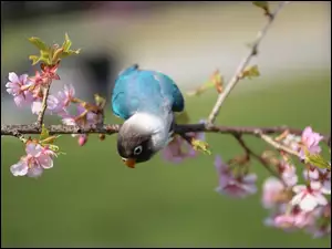Niebieska papużka na wiosennej gałązce z kwiatami