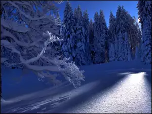 Drzewa, Zima, Przebijająca Światło