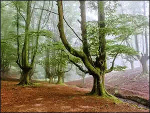 Leśne omszałe drzewa we mgle
