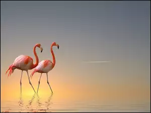 Flamingi, Słońca, Wybrzeże, Wschód