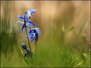 Niebieska Cebulica syberyjska w trawie