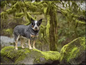 Pies rasy Australian cattle dog na omszalych skałach w lesie