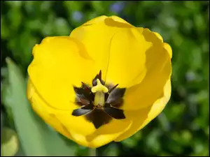 Żółty rozwinięty tulipan na rozmytym tle