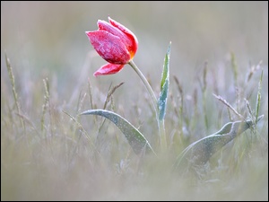 Tulipan, Oszroniony