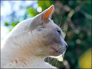 Profil, Biały, Kot