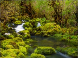 Rzeka z omszalymi kamieniami w lesie