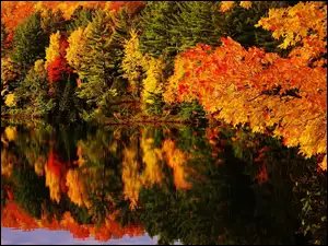 Jesień, Odbicie, Drzewa, Woda