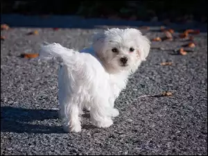 Mały pies rasy maltańczyk na drodze